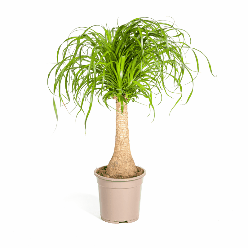 Beaucarnea Nolina recurvata - Elefantenfuß, Flaschenbaum