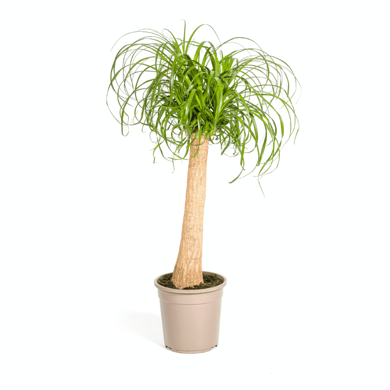Beaucarnea Nolina recurvata - Elefantenfuß, Flaschenbaum