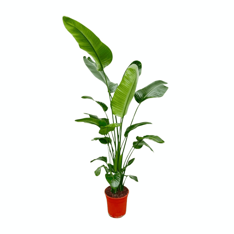 Strelitzia nicolai - Baumstrelitzie