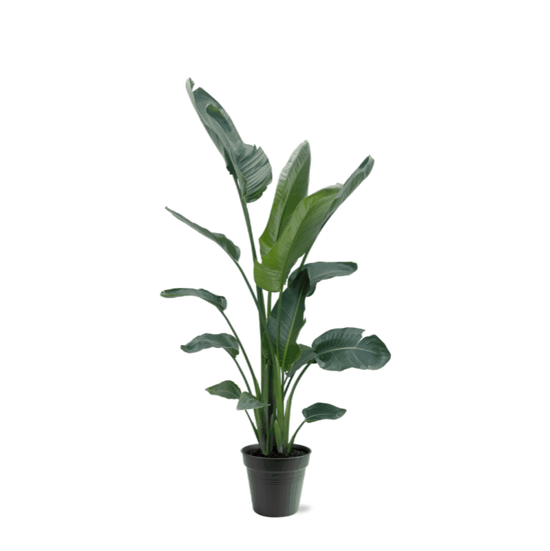 Strelitzia nicolai - Baumstrelitzie