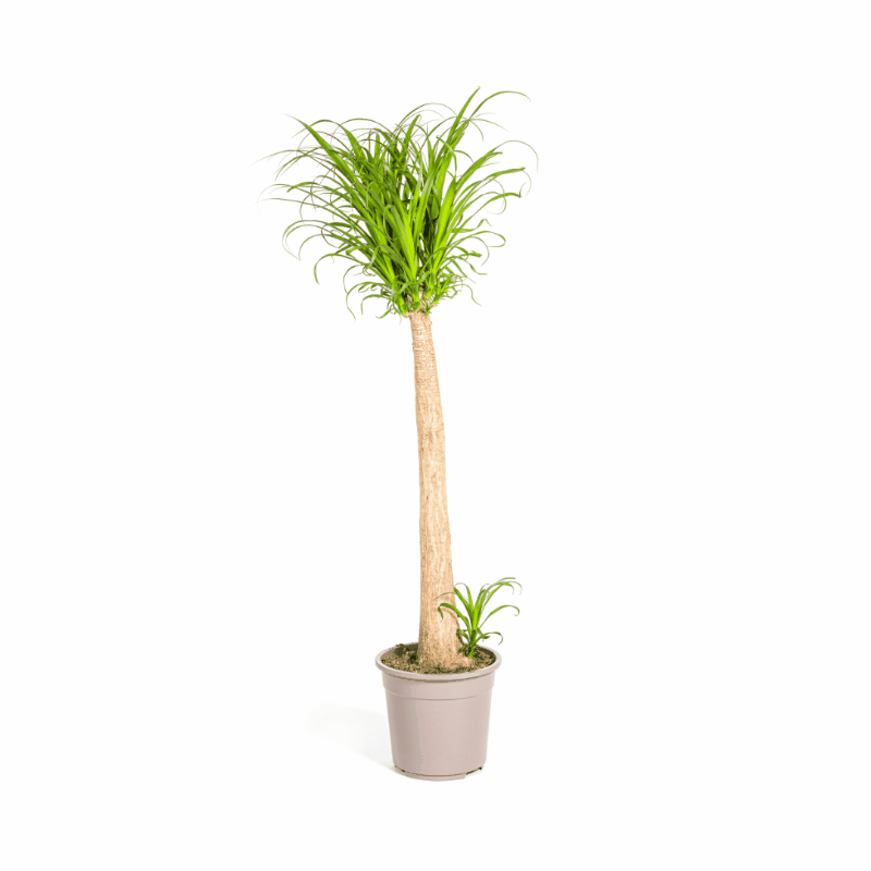 Beaucarnea Nolina recurvata - Elefantenfuß, Flaschenbaum