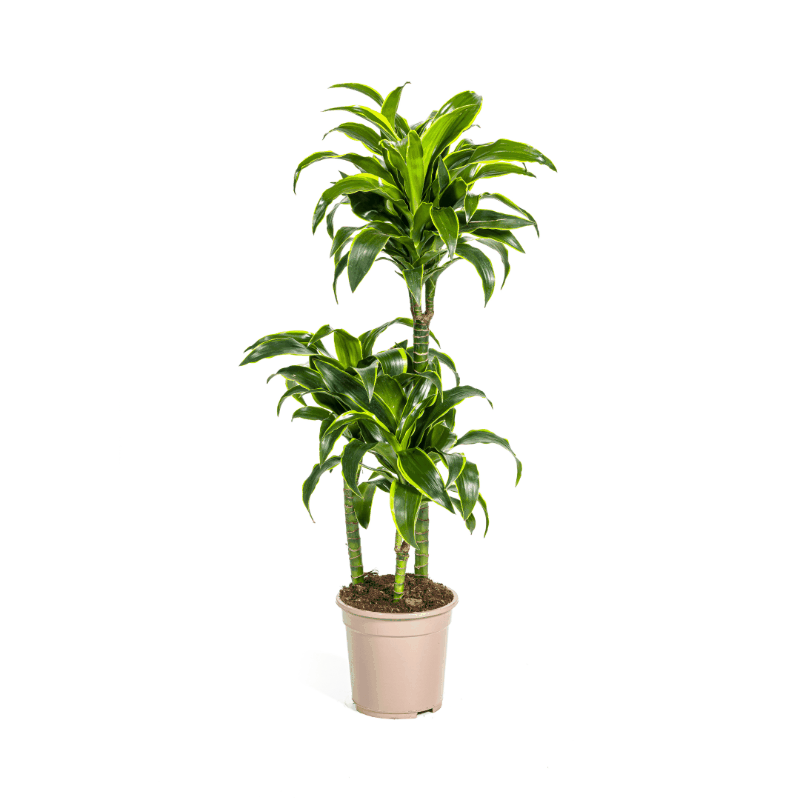 Dracaena deremensis - Drachenbaum