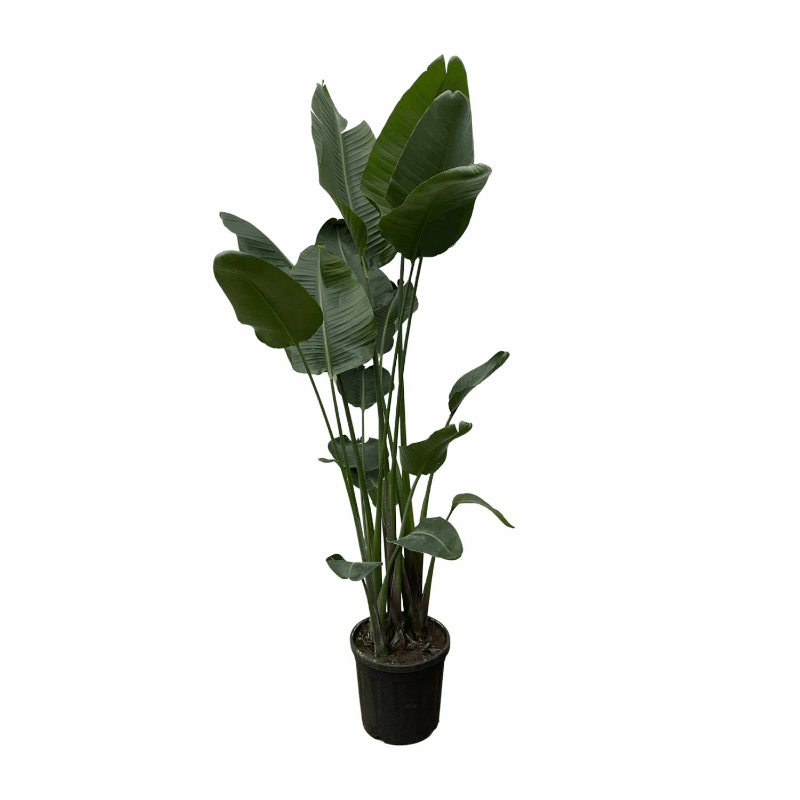 Strelitzia nicolai - Baumstrelitzie