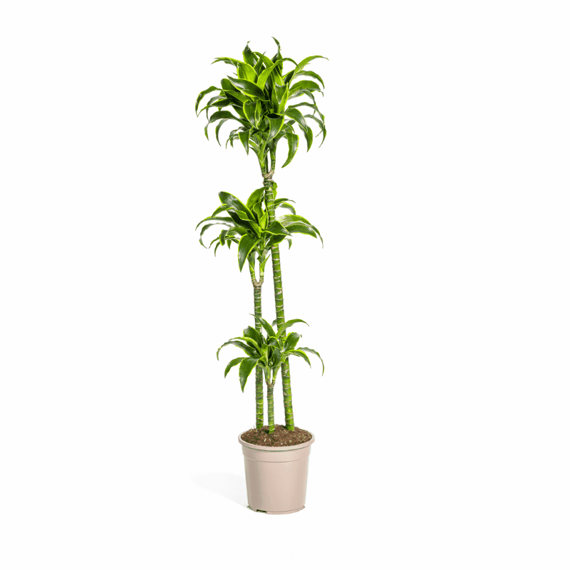 Dracaena deremensis - Drachenbaum