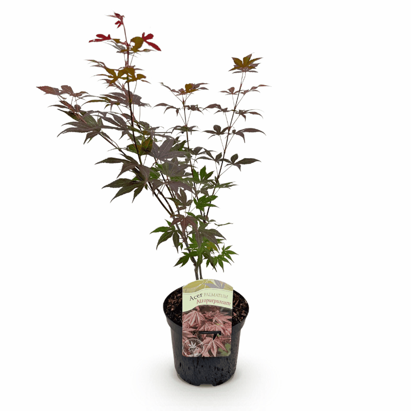 Acer palmatum - Japanischer Fächerahorn