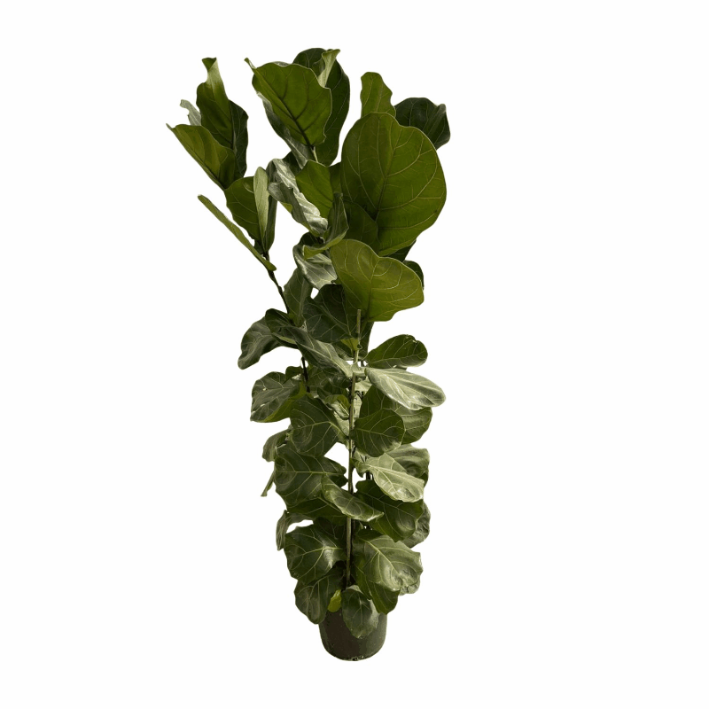 Ficus lyrata - Geigenfeige