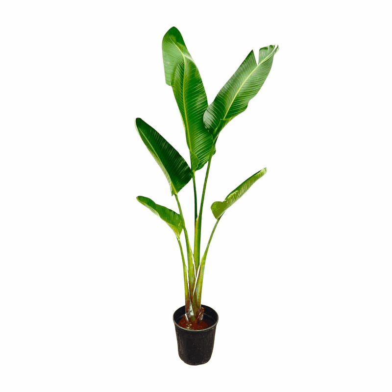 Strelitzia augusta (alba) - Weiẞe Strelitzie