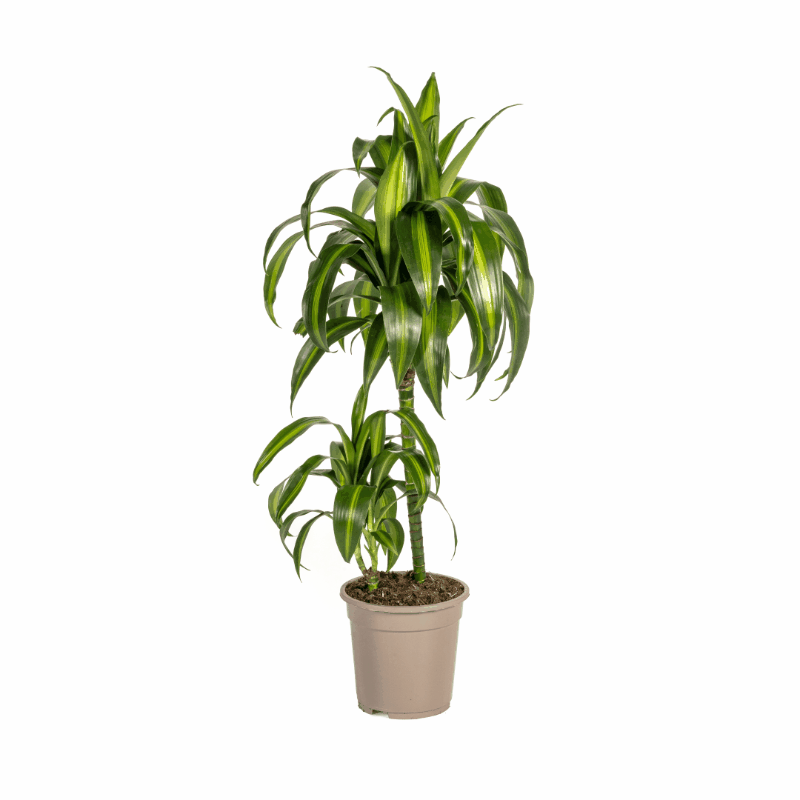 Dracaena deremensis - Drachenbaum