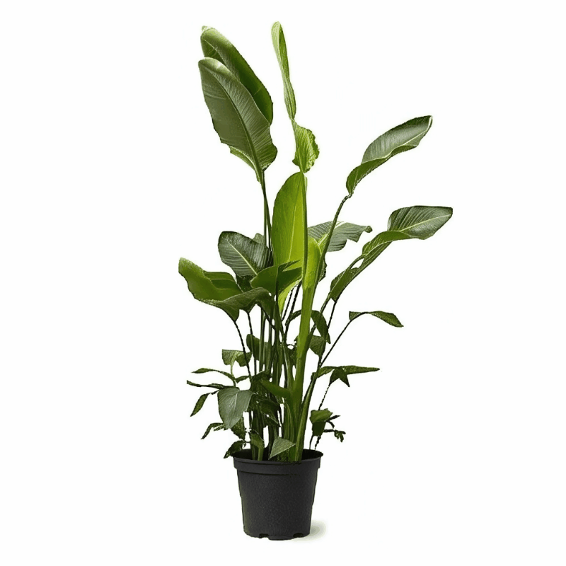 Strelitzia nicolai - Baumstrelitzie