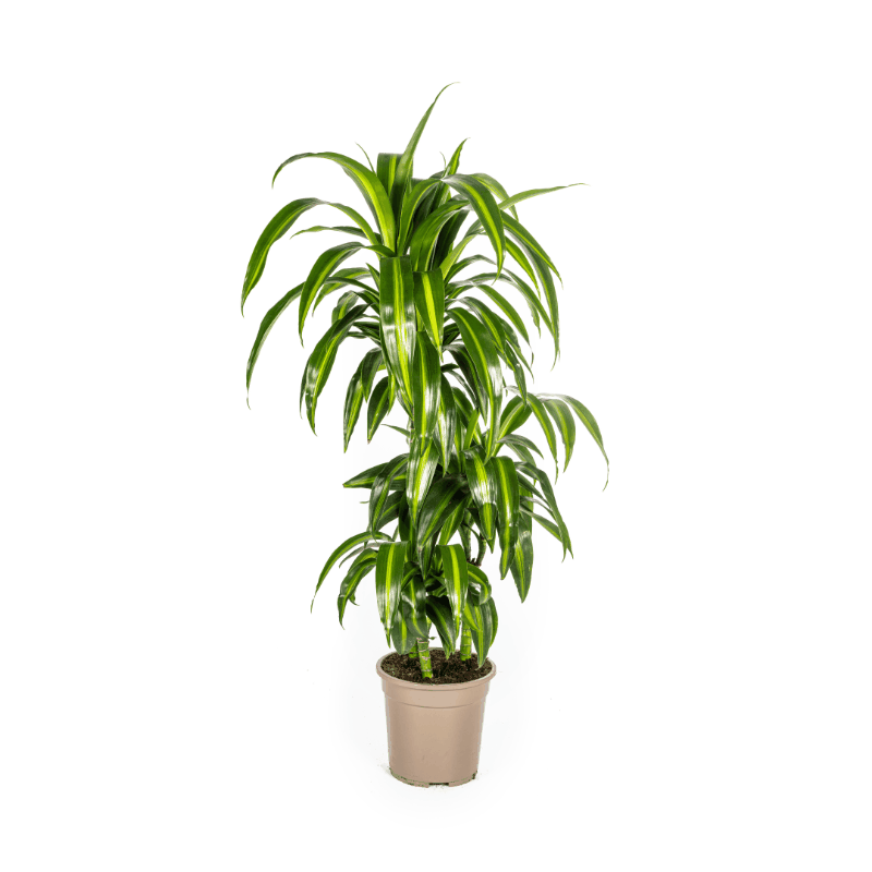 Dracaena deremensis - Drachenbaum