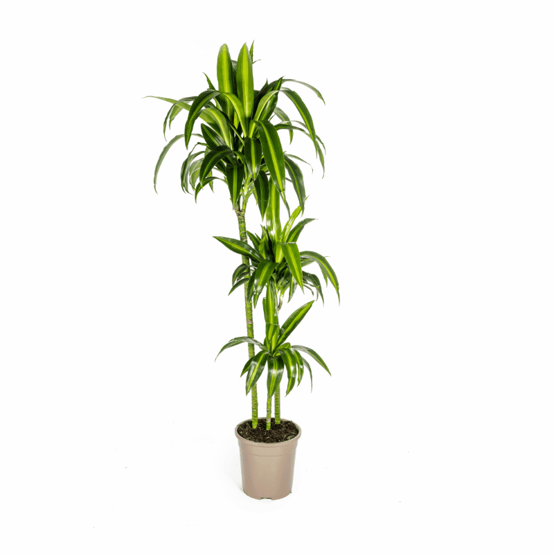 Dracaena deremensis - Drachenbaum