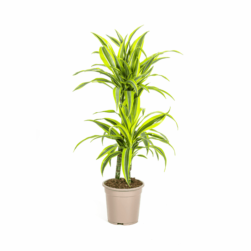 Dracaena deremensis - Drachenbaum