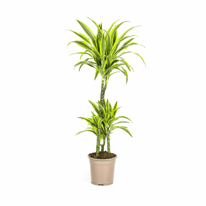 Dracaena deremensis - Drachenbaum