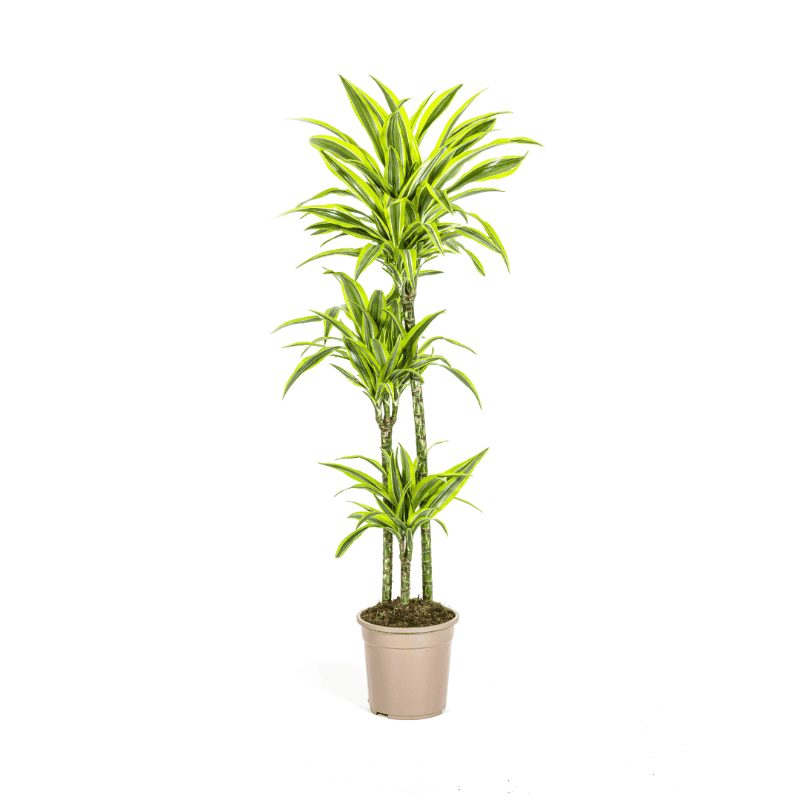 Dracaena deremensis - Drachenbaum