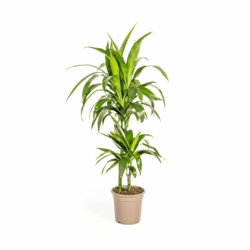 Dracaena deremensis - Drachenbaum