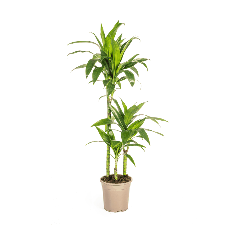 Dracaena deremensis - Drachenbaum