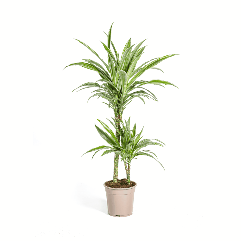 Dracaena deremensis - Drachenbaum