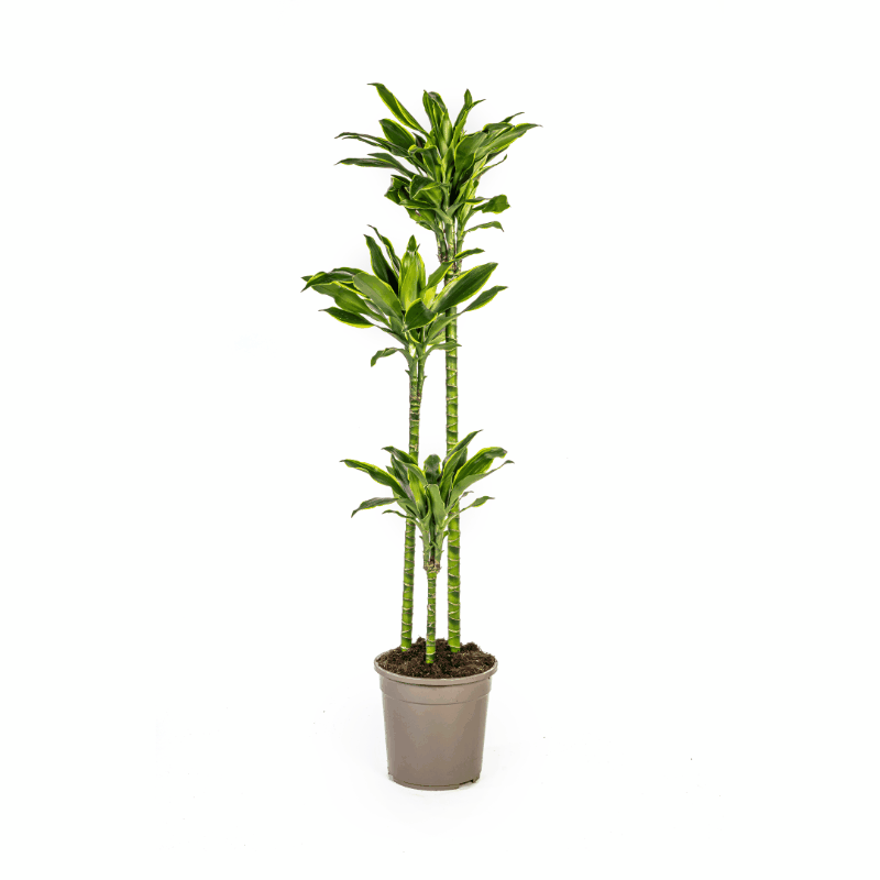 Dracaena fragrans - Duftender Drachenbaum
