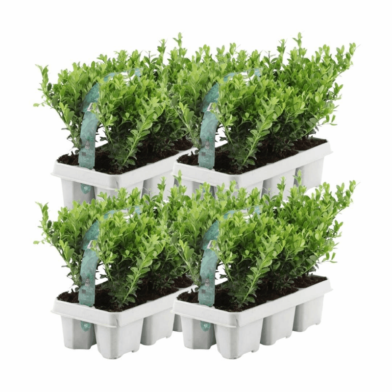 Ilex crenata - Japanische Stechpalme