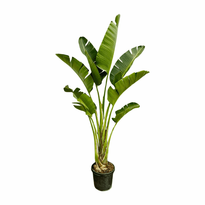 Strelitzia augusta (alba) - Weiẞe Strelitzie