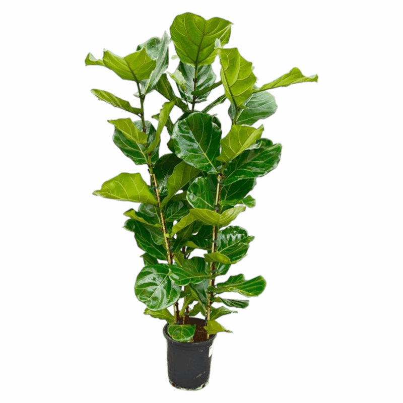 Ficus lyrata - Geigenfeige