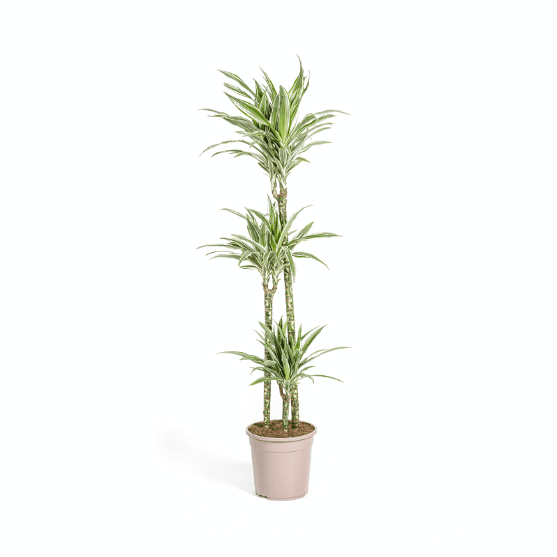 Dracaena deremensis - Drachenbaum