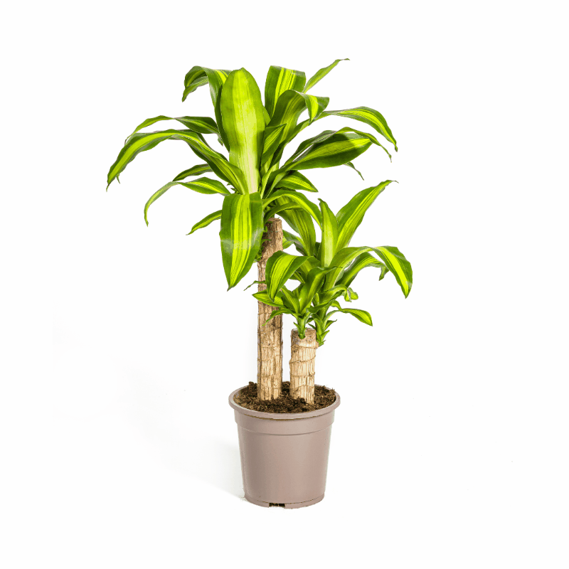 Dracaena fragrans - Duftender Drachenbaum