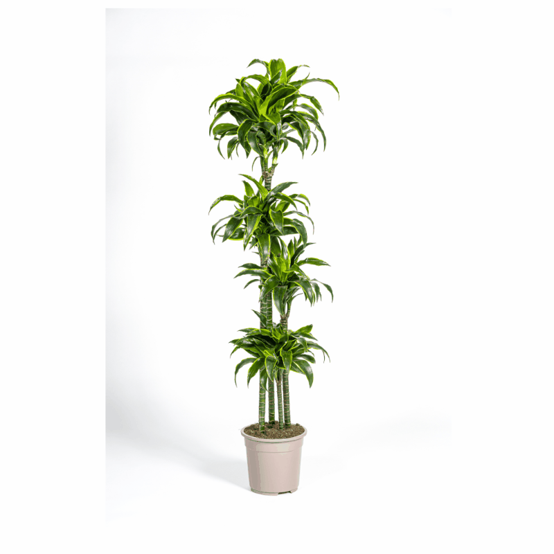 Dracaena deremensis - Drachenbaum