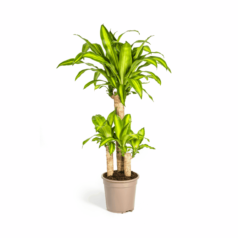 Dracaena fragrans - Duftender Drachenbaum
