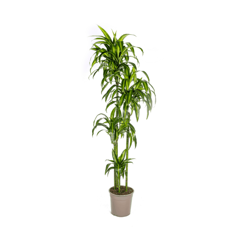 Dracaena deremensis - Drachenbaum