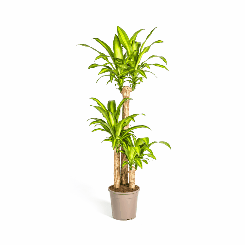 Dracaena fragrans - Duftender Drachenbaum