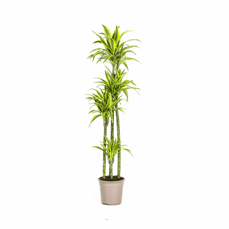 Dracaena deremensis - Drachenbaum