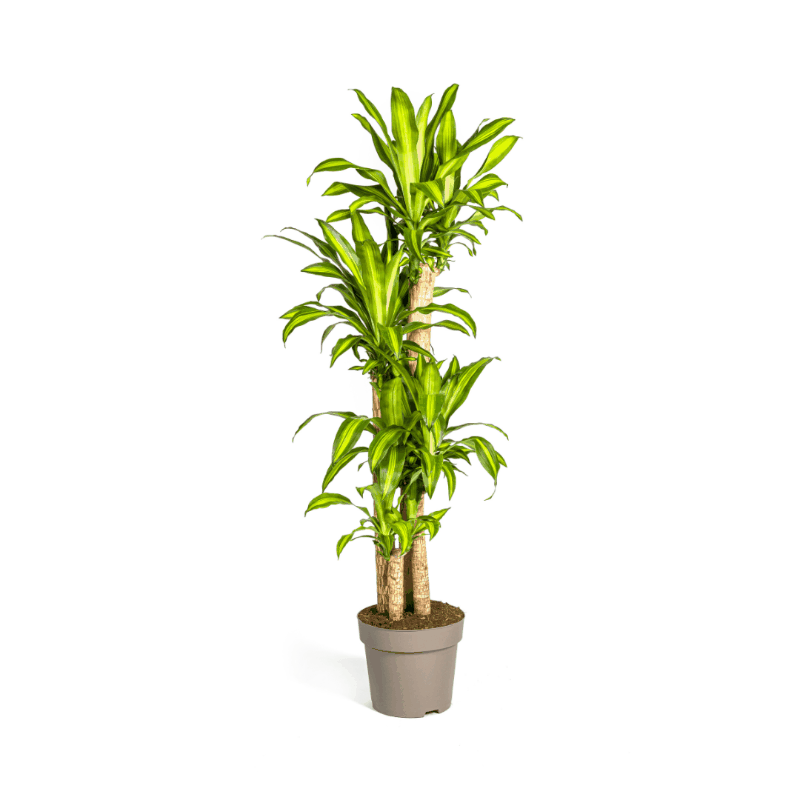 Dracaena fragrans - Duftender Drachenbaum