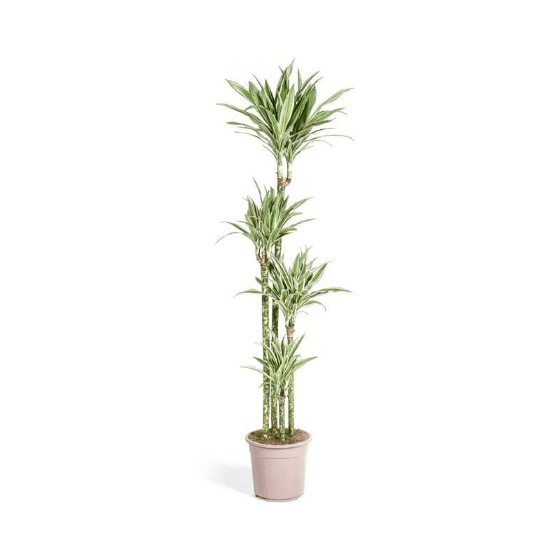 Dracaena deremensis - Drachenbaum