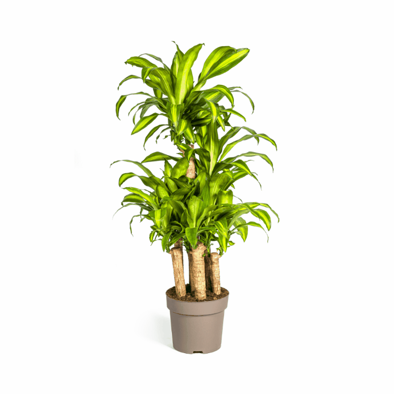 Dracaena fragrans - Duftender Drachenbaum