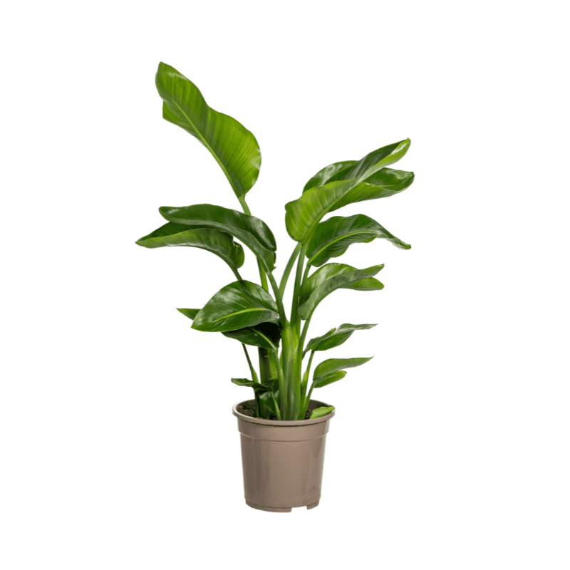 Strelitzia nicolai - Baumstrelitzie