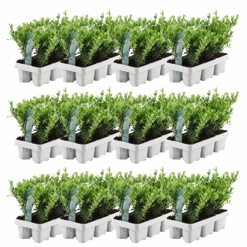 Ilex crenata - Japanische Stechpalme
