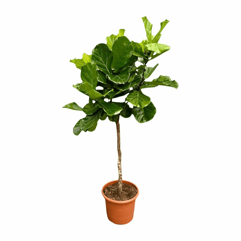 Ficus lyrata - Geigenfeige