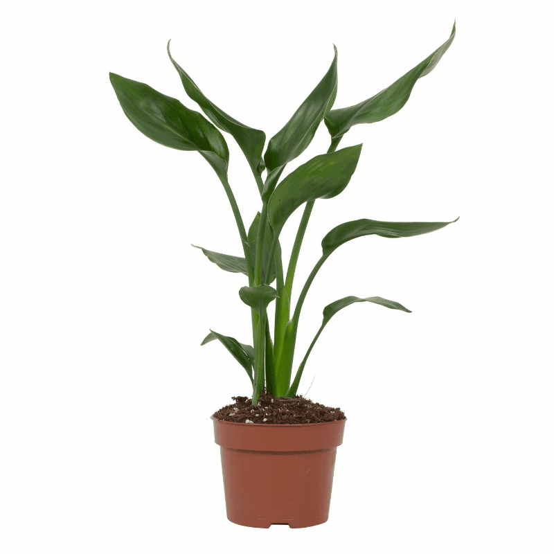 Strelitzia reginae - Paradiesvogelblume