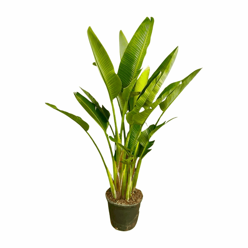 Strelitzia augusta (alba) - Weiẞe Strelitzie
