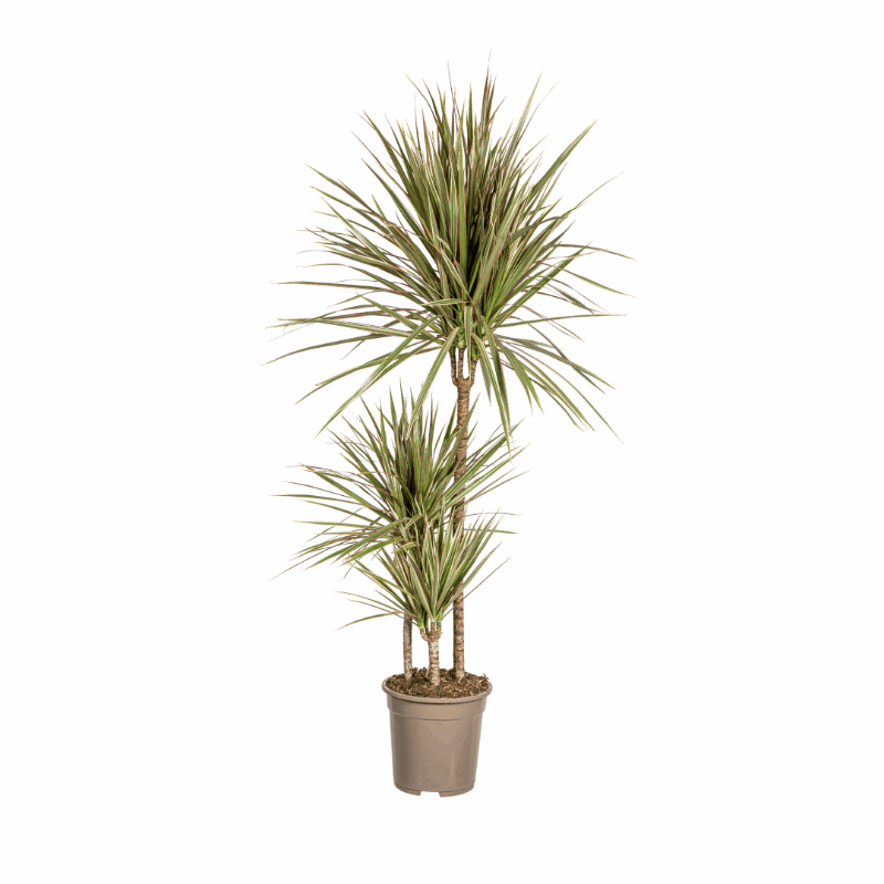 Dracaena marginata - Schmalblättriger, gerandeter Drachenbaum