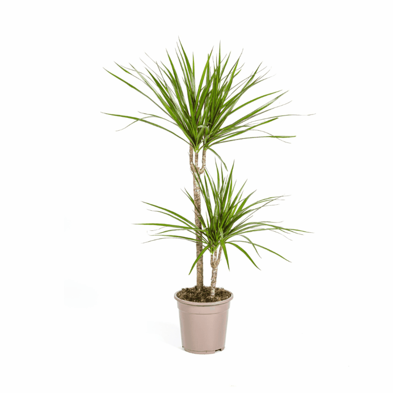 Dracaena marginata - Schmalblättriger, gerandeter Drachenbaum