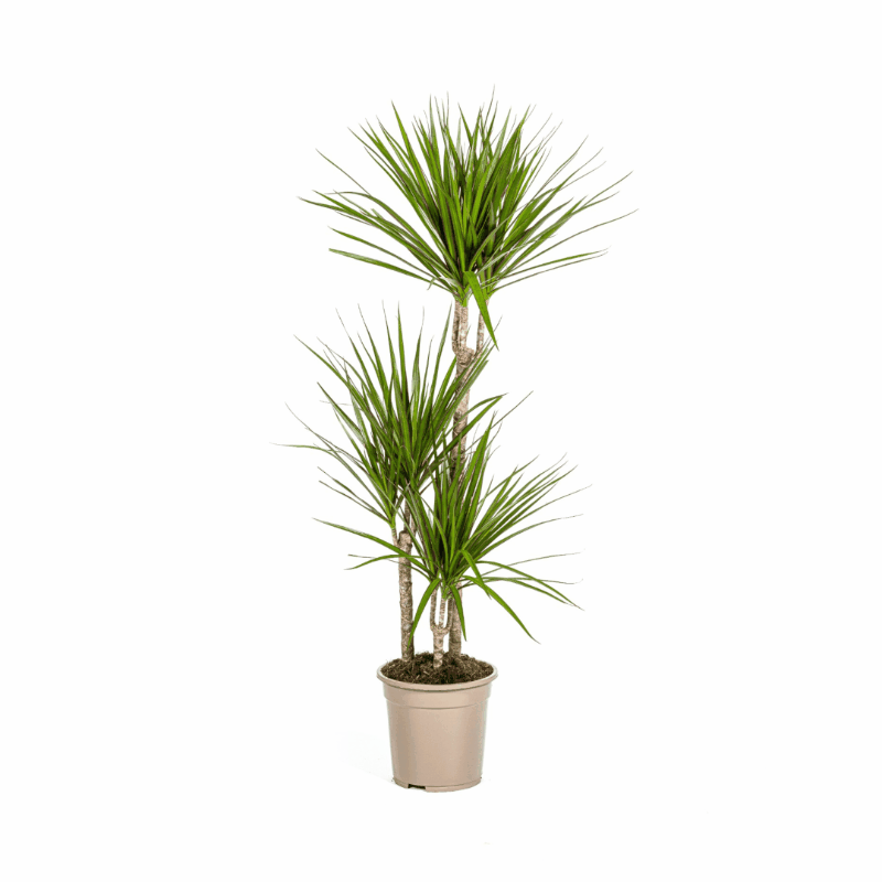 Dracaena marginata - Schmalblättriger, gerandeter Drachenbaum