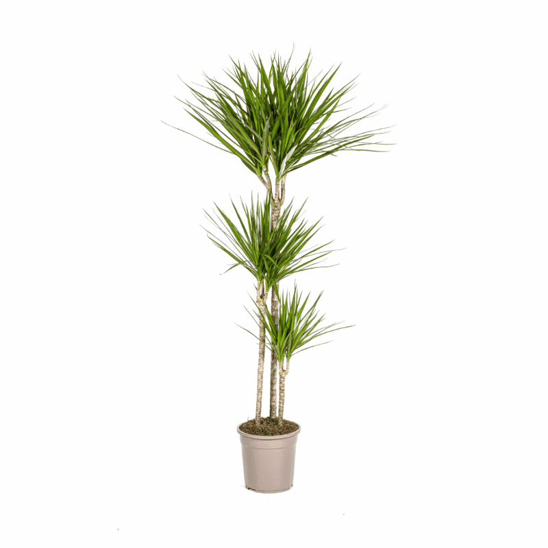 Dracaena marginata - Schmalblättriger, gerandeter Drachenbaum