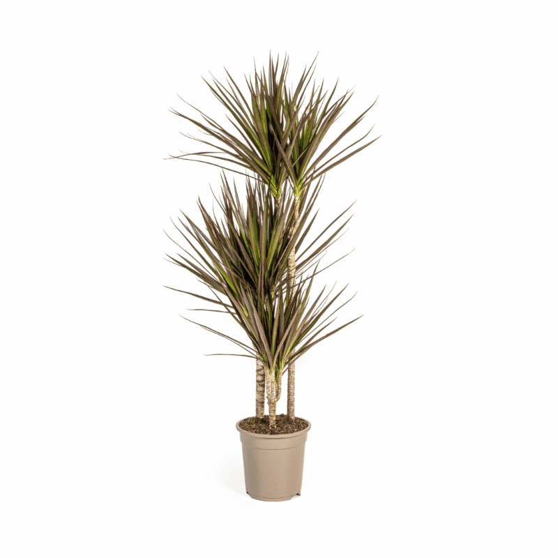 Dracaena marginata - Schmalblättriger, gerandeter Drachenbaum