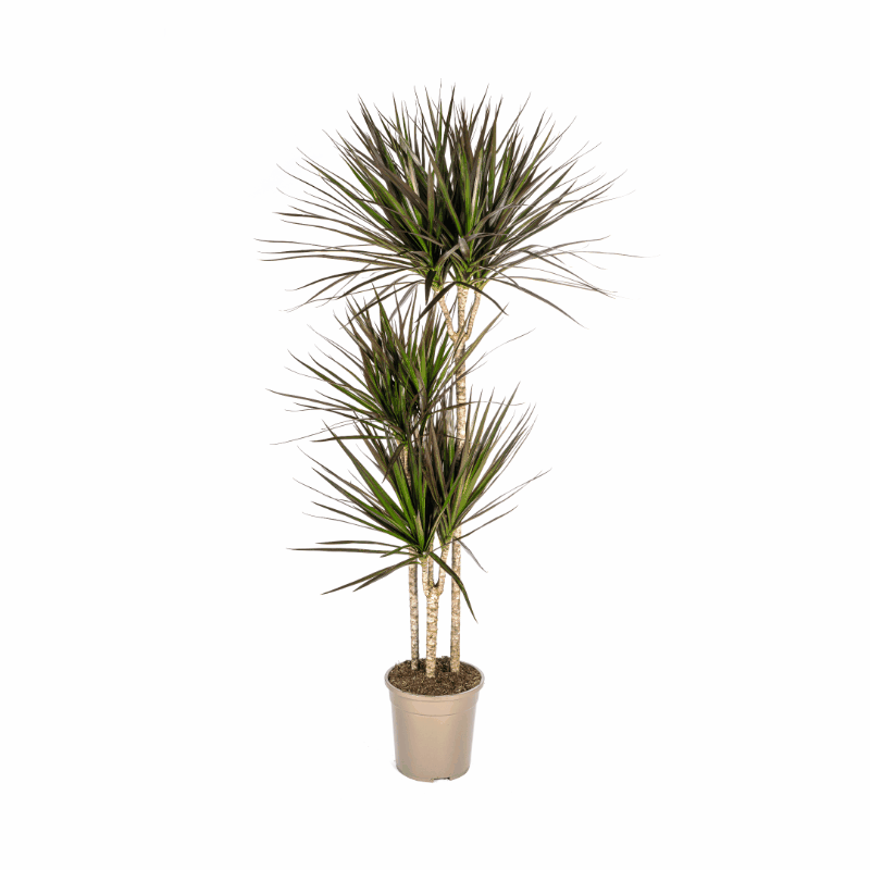 Dracaena marginata - Schmalblättriger, gerandeter Drachenbaum