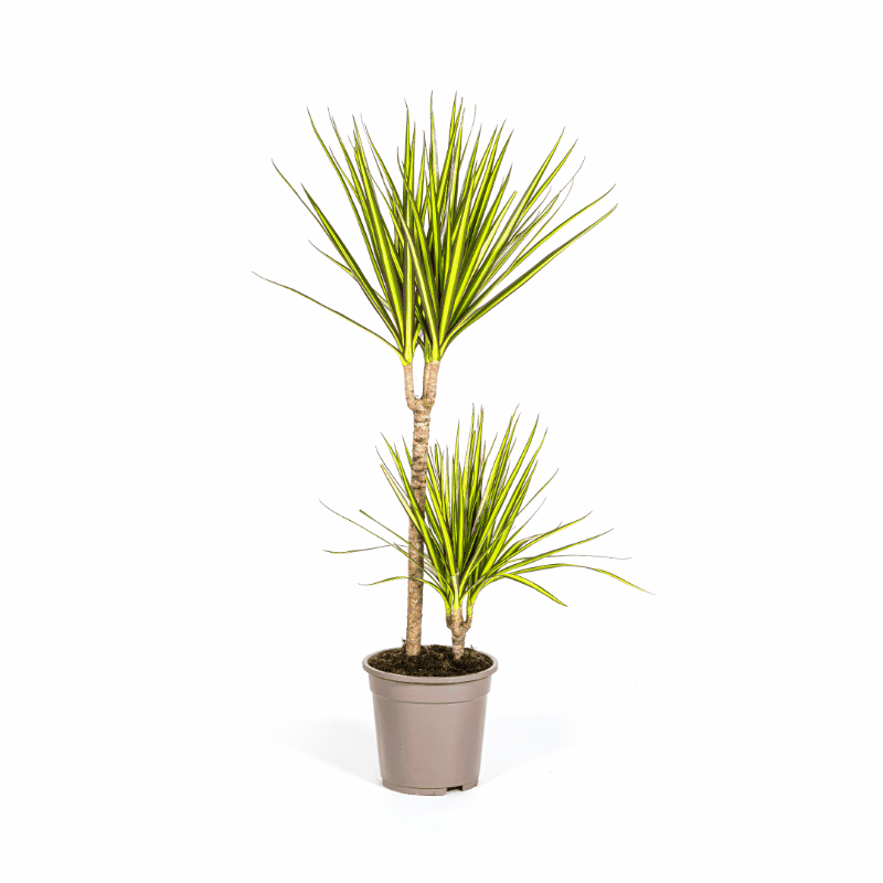 Dracaena marginata - Schmalblättriger, gerandeter Drachenbaum