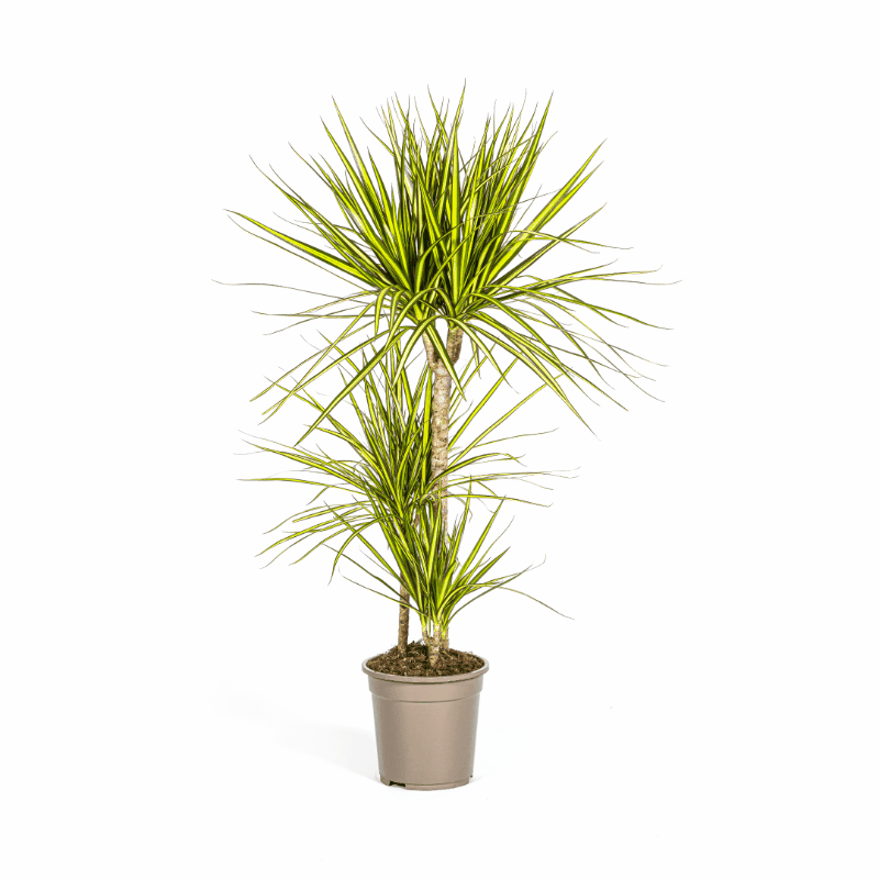Dracaena marginata - Schmalblättriger, gerandeter Drachenbaum
