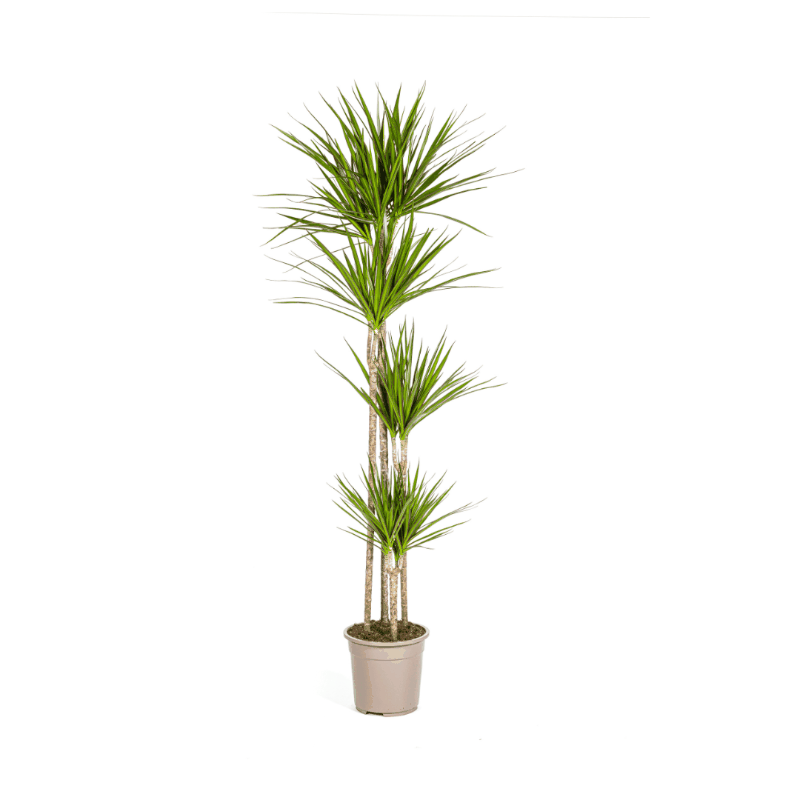 Dracaena marginata - Schmalblättriger, gerandeter Drachenbaum