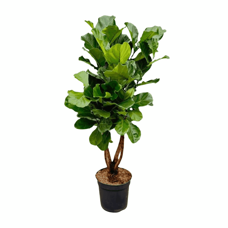 Ficus lyrata - Geigenfeige